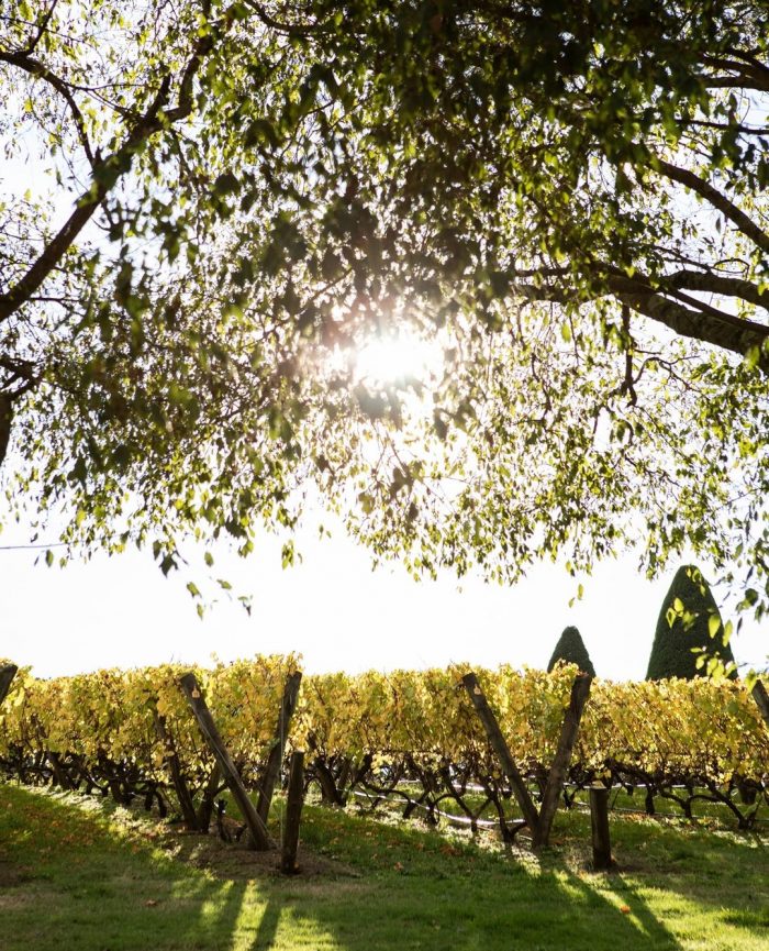 The Beautiful vineyards at Red Hill. Image by @LancemoreHotels on Instagram