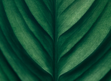 Nature's Choice